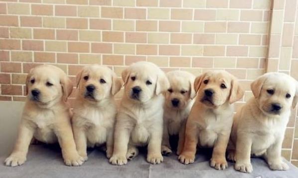 海口犬舍出售纯种拉布拉多犬狗仔宠物狗狗领养