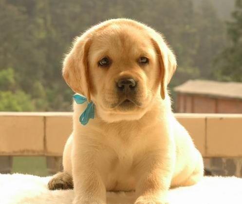 无锡犬舍出售纯种拉布拉多犬幼犬宠物狗狗领养