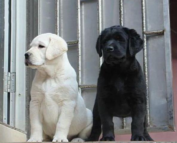 西宁宠物狗狗犬舍出售纯种拉布拉多导盲犬幼犬