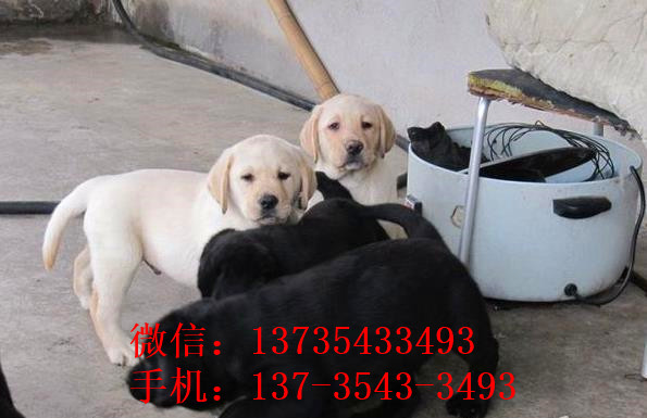 南宁宠物狗狗犬舍出售纯种拉布拉多导盲犬幼犬