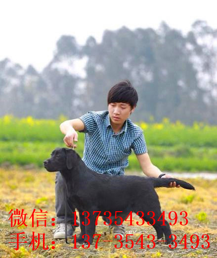 衡阳犬舍狗出售纯种拉布拉多狗市场卖狗买狗在哪