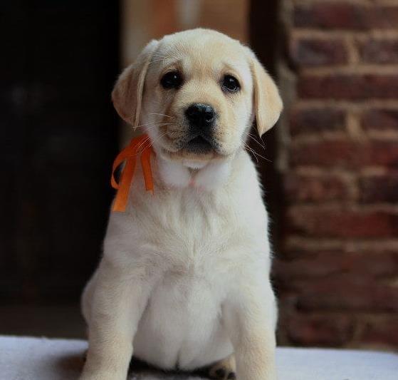 内江宠物狗犬舍出售纯种拉布拉多犬 网上哪里