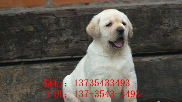 福州宠物狗狗犬舍出售纯种拉布拉多犬 狗市场在哪领养狗