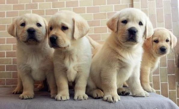 南昌宠物狗狗犬舍出售纯种拉布拉多犬幼犬领养