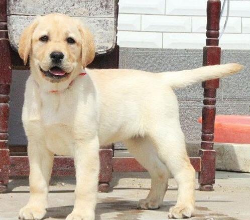 济南犬舍狗出售纯种拉布拉多狗市场卖狗买狗在