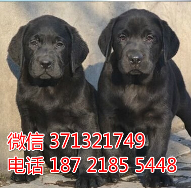 沈阳特价 拉布拉多犬狗狗出售 沈阳宠物狗狗在
