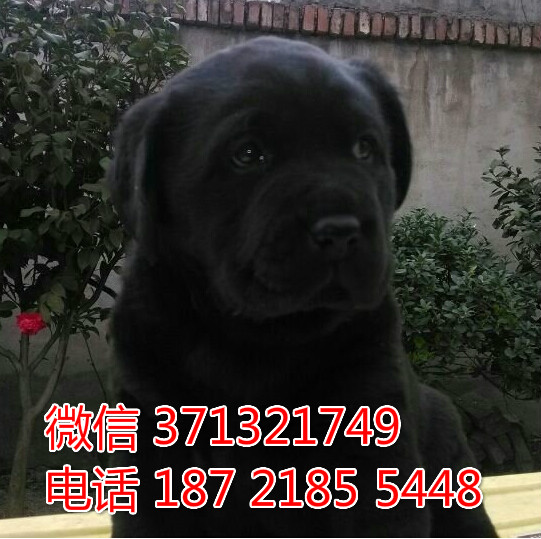 黑色导盲犬 济南狗场犬舍直销 拉布拉多犬狗狗