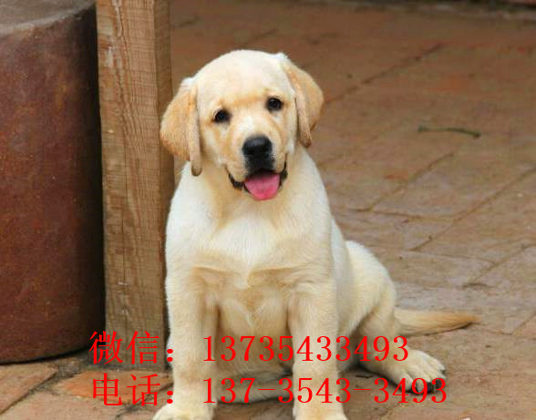 抚顺宠物狗犬舍 宠物狗场在哪有 网上哪里卖狗 拉布拉多犬