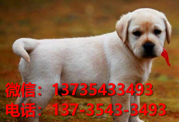 黔东南宠物狗犬舍出售纯种拉布拉多犬 网上哪