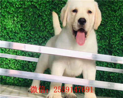 西安哪里卖健康的拉布拉多犬 西安黑色拉布拉