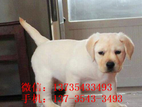 济南犬舍狗出售纯种拉布拉多狗市场卖狗买狗在哪