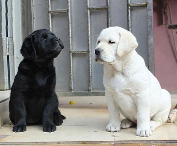衡阳犬舍狗出售纯种拉布拉多狗市场卖狗买狗在