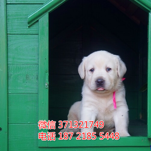 沈阳狗场出售 拉布拉多犬幼犬 沈阳犬舍在哪里 特价宠物狗