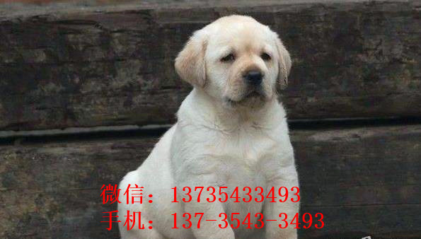福州犬舍出售纯种拉布拉多犬幼犬宠物狗狗领养