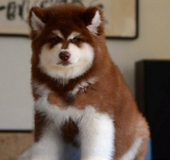 大连犬舍转让阿拉斯加犬宠物狗市场在哪买狗卖