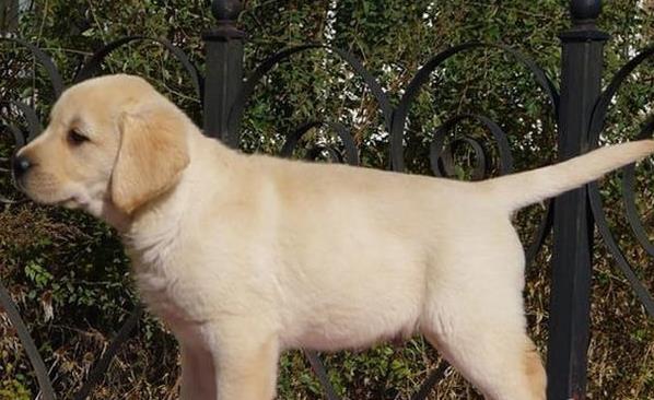 济南犬舍出售纯种拉布拉多犬狗仔宠物狗狗领养