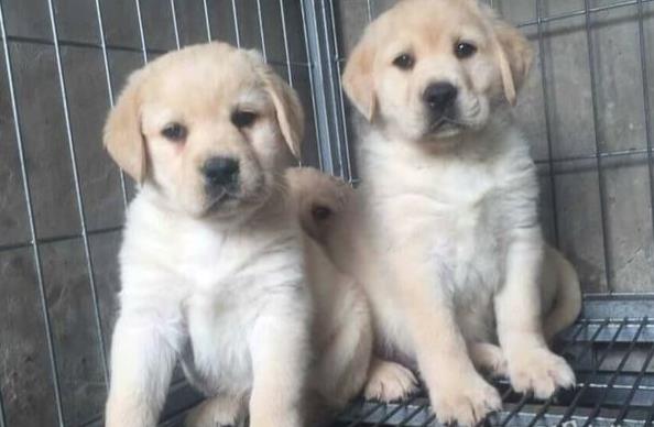 内蒙古宠物狗犬舍出售拉布拉多犬买狗卖狗在哪