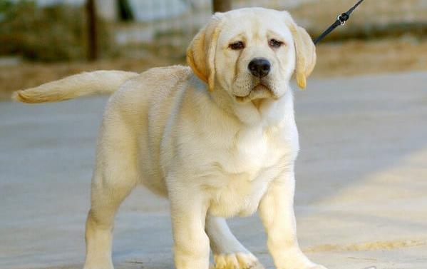 海口宠物狗狗犬舍出售纯种拉布拉多导盲犬幼犬