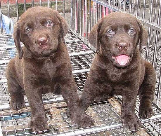 河口县买小狗 河口县买拉布拉多请到本地狗场