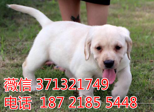 大连宠物 拉布拉多犬出售纯种 大连犬舍在哪里 