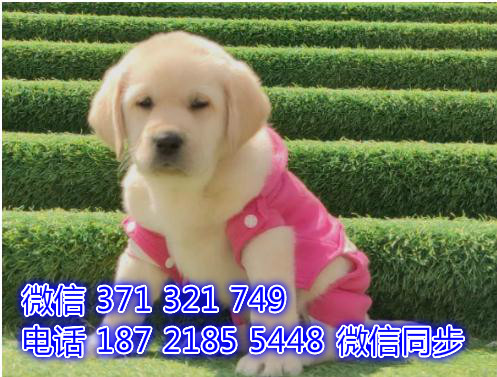 4全国发货 犬舍繁殖拉布拉多 出售纯种幼犬 包
