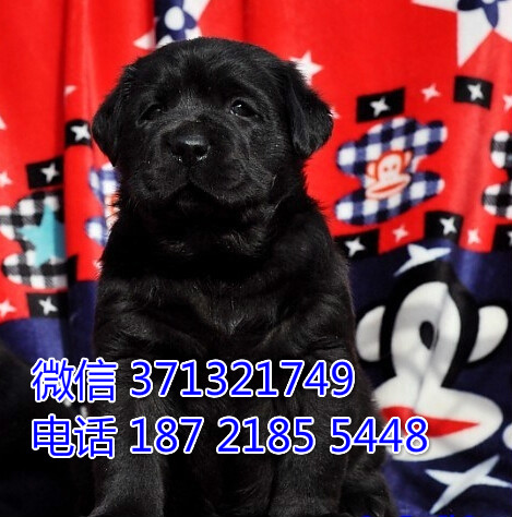 武汉宠物 拉布拉多犬纯种幼犬 武汉本地繁殖 武汉犬舍