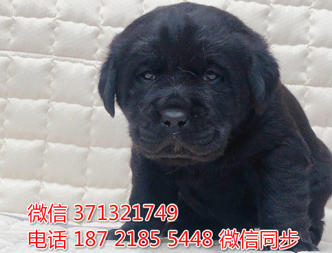 杭州狗狗 拉布拉多犬出售纯种幼犬 杭州犬舍 