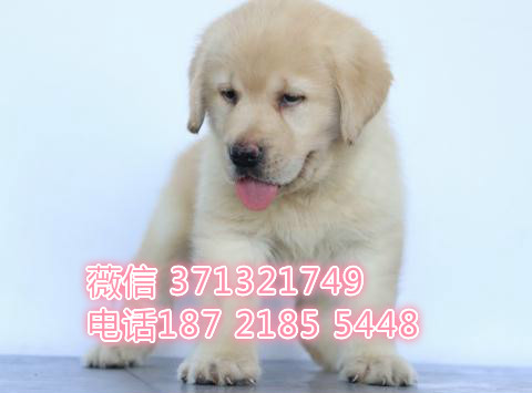 呼和浩特宠物 拉布拉多犬纯种幼犬出售 特价促
