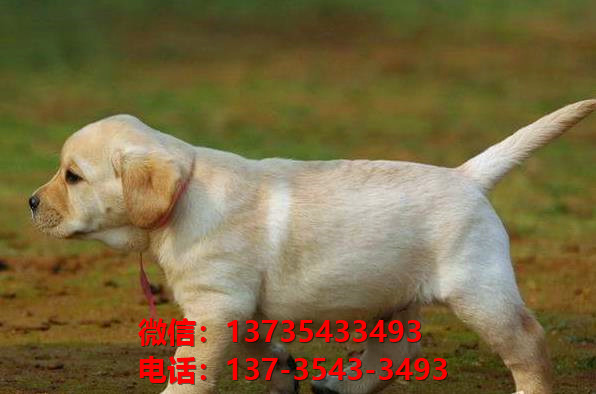 西安宠物狗出售纯种拉布拉多犬宠物狗市场在哪里卖狗拉布拉多幼犬领养