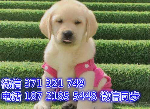 6全国发货 犬舍繁殖拉布拉多 出售纯种幼犬 包售后飞