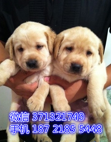 厦门宠物 拉布拉多犬纯种幼犬出售 厦门犬舍在