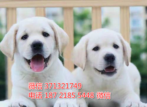 深圳宠物拉布拉多犬出售纯种幼犬 深圳宠物狗犬舍
