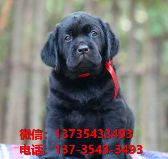 纯种拉布拉多犬 济南犬舍宠物狗狗哪里有黑拉