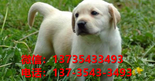 武汉犬舍出售纯种拉布拉多犬活体宠物狗哪里有