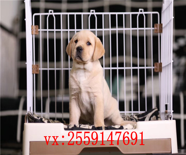 福州哪里卖拉布拉多犬 福州纯种拉布拉多价格 福州黑色拉布拉多怎么卖