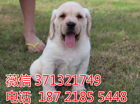 温州宠物 拉布拉多犬出售纯种幼犬 温州犬舍宠