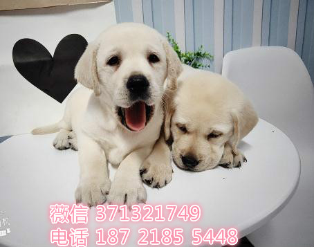福州宠物拉布拉多犬出售纯种幼犬 福州犬舍特