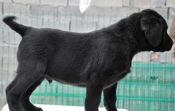 无锡狗场出售纯种拉布拉多犬幼犬 健康的宠物