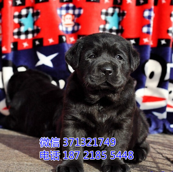 武汉宠物 拉布拉多犬纯种幼犬 武汉本地繁殖 武汉犬舍