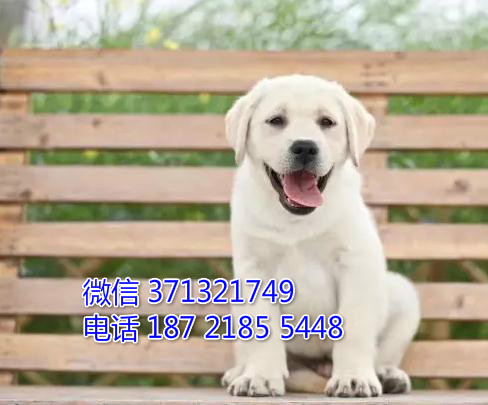 西安宠物 拉布拉多犬出售纯种 西安犬舍在哪里