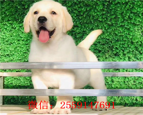 福州哪里卖拉布拉多犬 福州纯种拉布拉多价格 福州黑色拉布拉多怎么卖