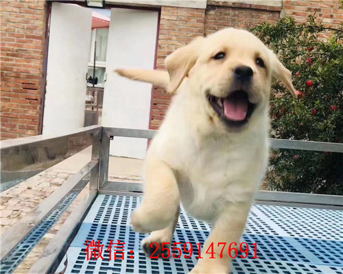 莆田哪里卖纯种拉布拉多犬 莆田犬舍 莆田哪里
