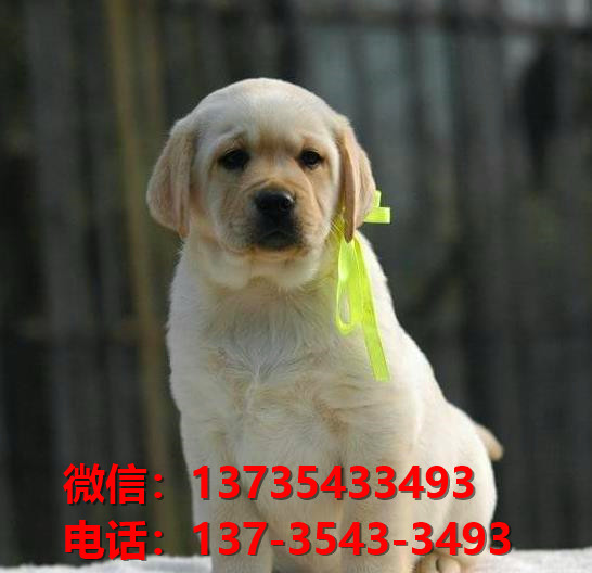 西安宠物狗出售纯种拉布拉多犬宠物狗市场在哪里卖狗拉布拉多幼犬领养