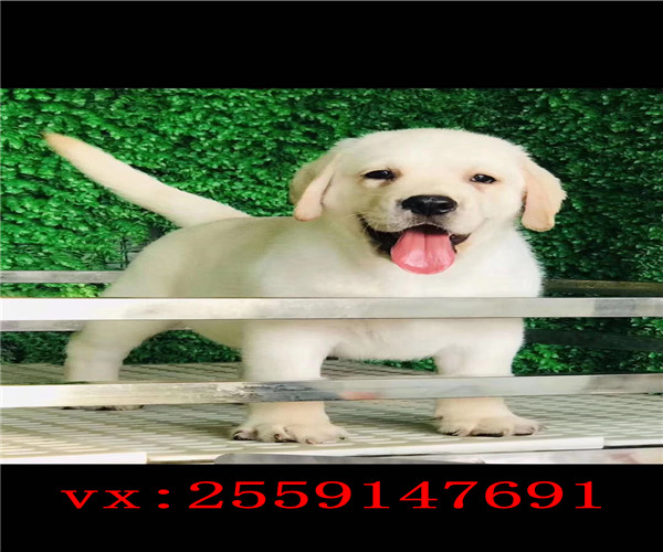 福州哪里卖拉布拉多犬 福州纯种拉布拉多价格 