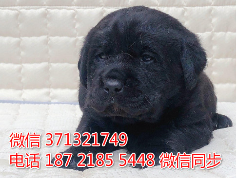 南昌狗狗 拉布拉多犬出售纯种 南昌犬舍 南昌全国发货