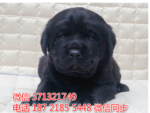 南昌狗狗 拉布拉多犬出售纯种 南昌犬舍 南昌全国发货