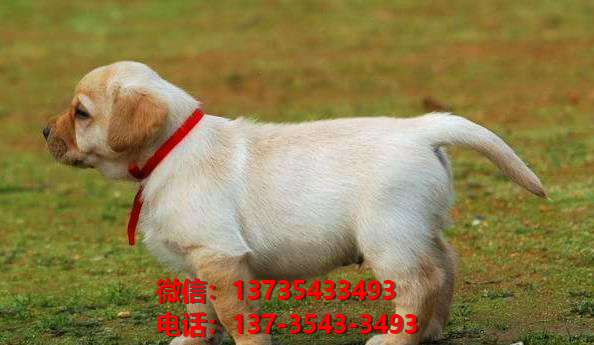 纯种拉布拉多犬 郑州犬舍宠物狗狗哪里有黑拉布拉多犬领养