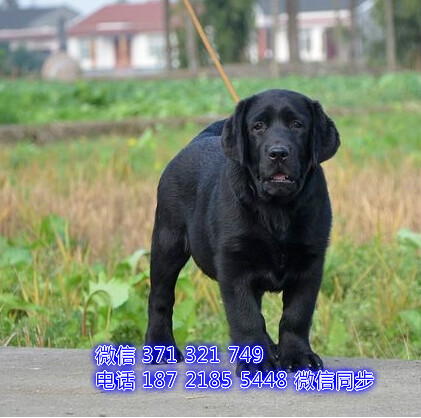无锡狗狗 拉布拉多犬出售纯种幼犬 无锡犬舍全国发货
