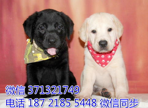 深圳特惠 宠物拉布拉多犬纯种幼犬 深圳犬舍在哪里