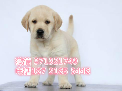 杭州宠物 拉布拉多犬纯种幼犬出售 杭州狗场在